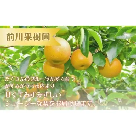 【2026年先行予約】 梨 「 あきづき 」 5kg （茨城県共通返礼品・かすみがうら市産） ／ 梨 なし 果物 フルーツ 先行予約 あきづき 5kg