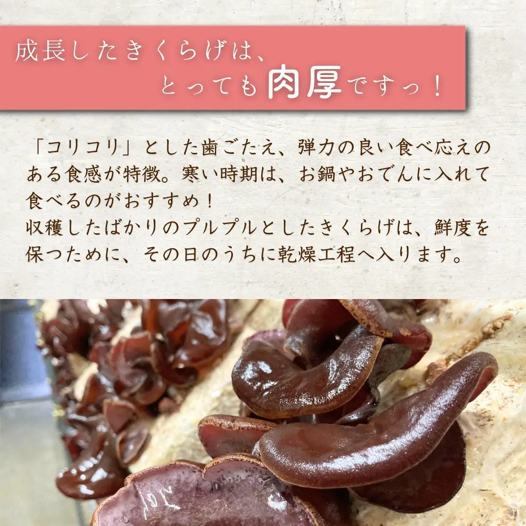 乾燥 きくらげ 特大サイズ