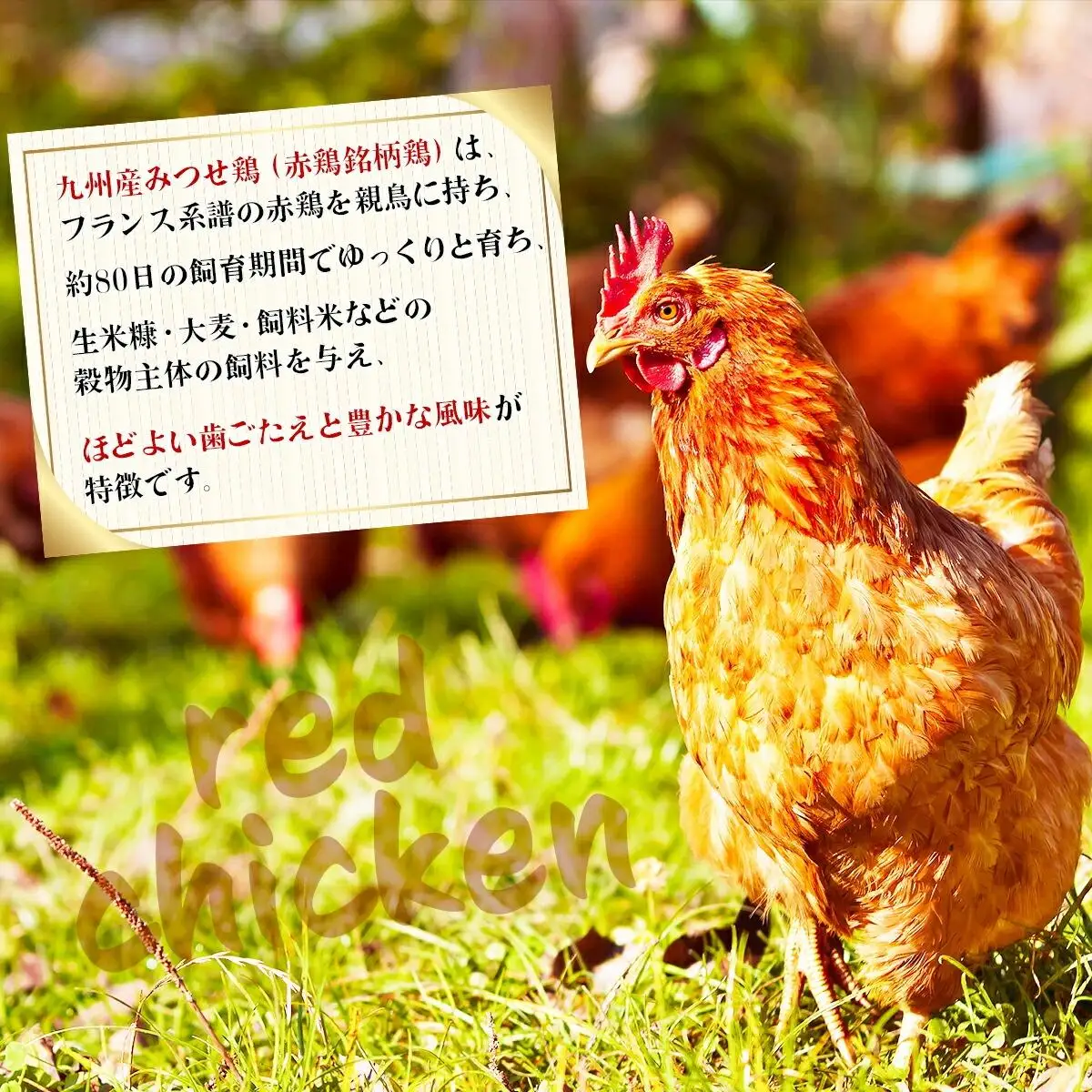 【定期便 年6回】みつせ鶏 バラエティ定期便