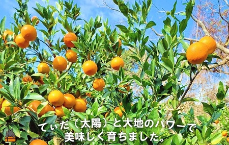 《今が旬！》～世界自然遺産の島から～朝川果樹園さんのたんかん（5kg）　( タンカン フルーツ みかん 果物 柑橘 甘い 徳之島 奄美 鹿児島 もぎたて フレッシュ 世界自然遺産 フルーツアイランド 先行予約 )