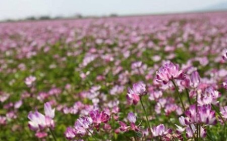 米 2kg れんげ栽培 恋華米 精米 コメ 白米 