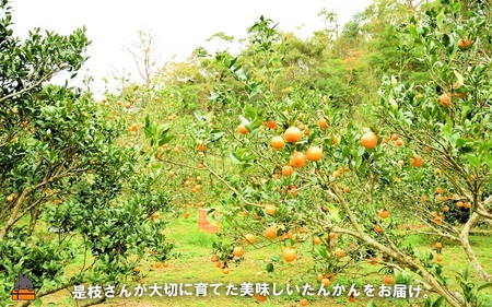 ≪先行予約≫「美味しい！」笑顔になる。是枝農園さんのこだわり たんかん（10キロ） ( フルーツ 果物 柑橘 甘い 徳之島 奄美 鹿児島 もぎたて フレッシュ 世界自然遺産 フルーツアイランド )