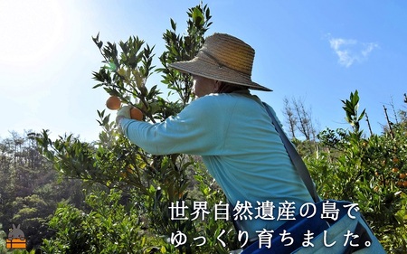 ≪今が旬！≫世界中が笑顔になるね！佐原農園さんのたんかん（3kg） ( タンカン 果物 フルーツ 柑橘 みかん 鹿児島 奄美 徳之島 美味しい 旬 果肉 )