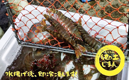 漁師直送！プリプリの「足赤海老」10尾×2袋 計20尾
