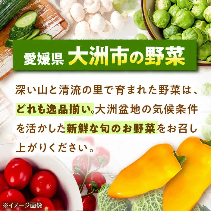 白菜 約10kg 白菜【11月中旬から順次発送】[AGBN049]