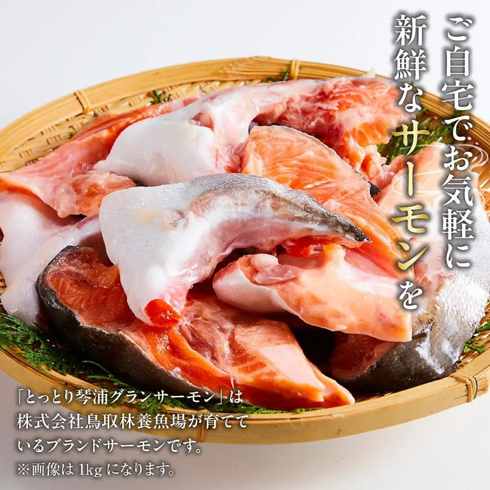 【数量限定】訳あり 国産 とっとり 琴浦 グラン サーモン カマトロ 3kg（1kg×3パック）サーモン