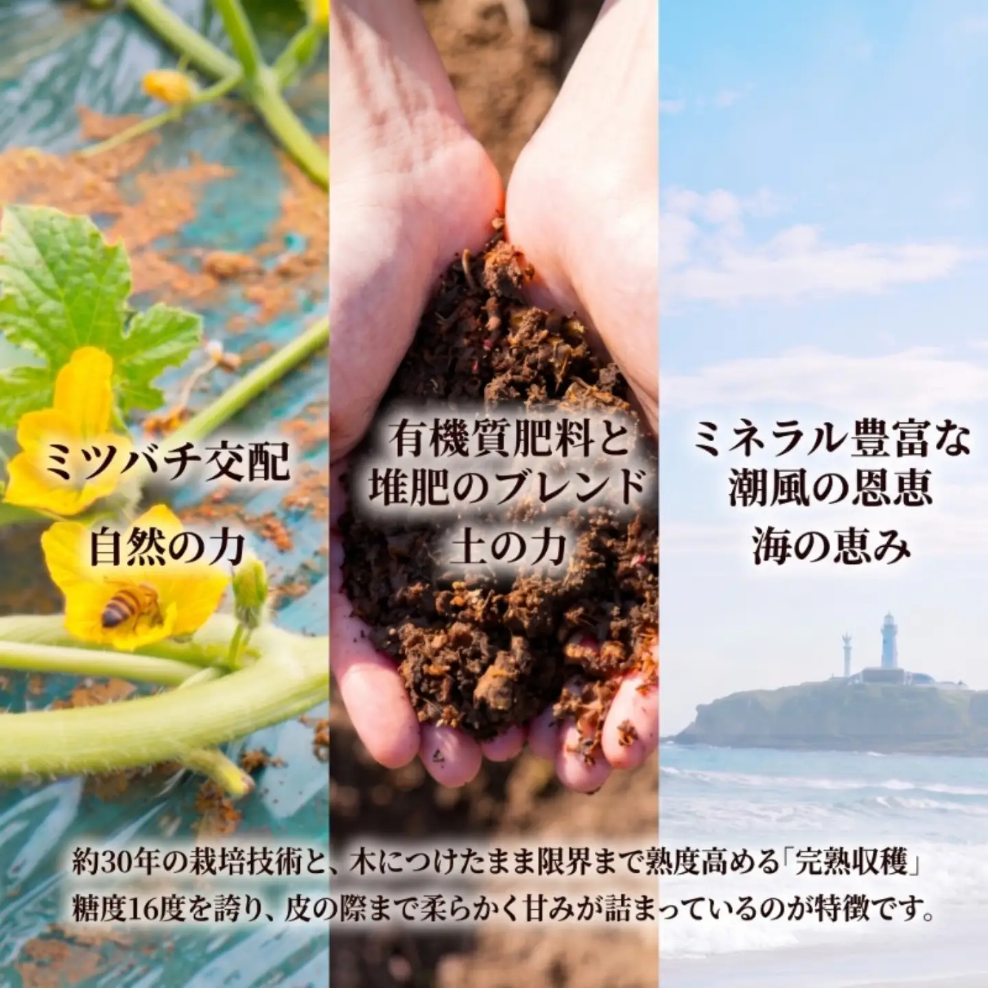 アムスメロン 4玉 メロン 【6月下旬〜7月中旬発送】