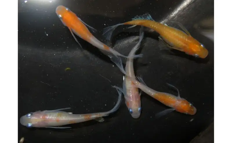 メダカ松井ヒレ長リンカ紅白観賞魚メダカ
