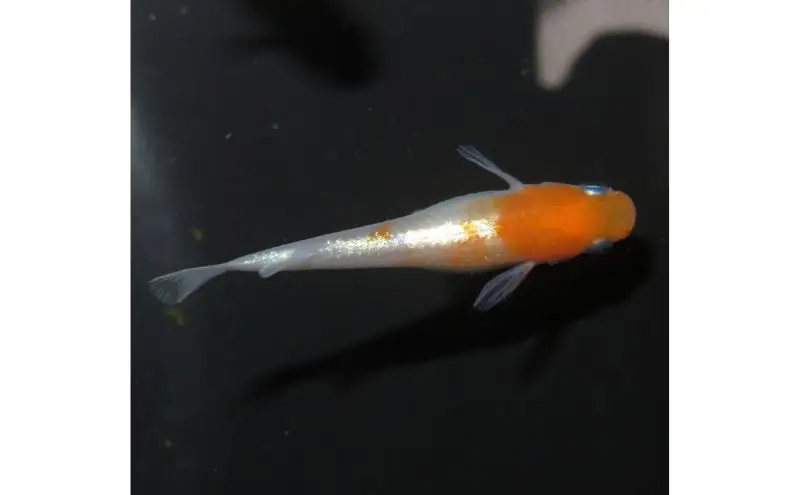 メダカリンカ紅白体外光観賞魚メダカ