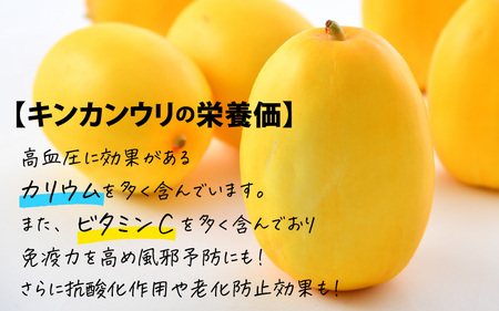 東尋坊キンカンウリ 1.5kg (500g × 3個入) まくわうり 瓜 [A-10242]