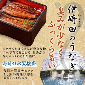 【数量限定】鹿児島県産 伊崎田のうなぎ蒲焼 大＜170g以上＞× 2尾(計340g以上) 鰻 うなぎ ウナギ 蒲焼き 2尾 国産 九州産 鹿児島県産 冷凍 おつまみ 鰻重 うな丼 a6-053