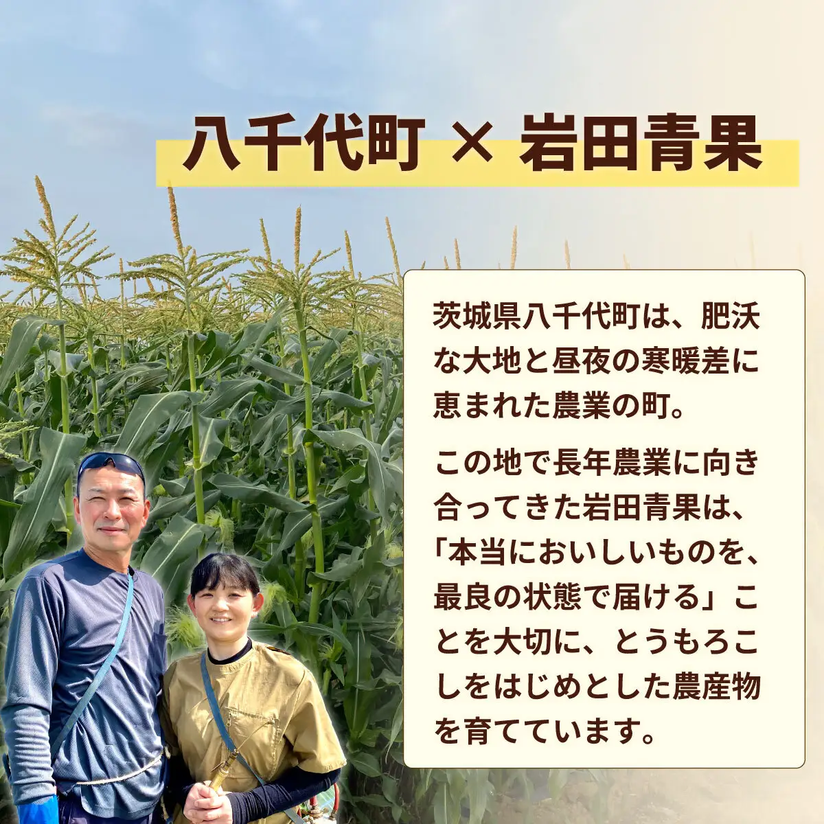 とうもろこし ゴールドラッシュ 3.5kg 茨城県産 トウモロコシ 深夜採り 朝出荷