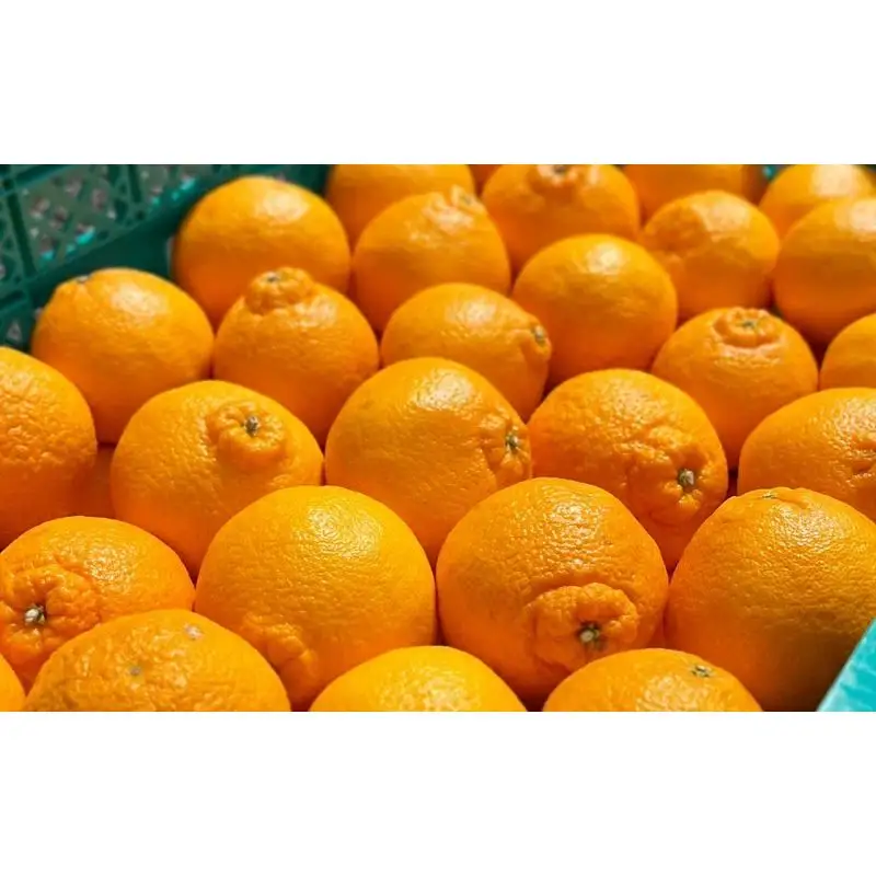 【先行予約】【数量わずか】樹上完熟しらぬい（不知火） 約2kg(6個) 秀品 2027年2月末～2027年3月末頃に順次発送予定（お届け日指定不可）/ 和歌山 みかん しらぬい 不知火 フルーツ 柑橘 蜜柑 果物 くだもの【kgr005】