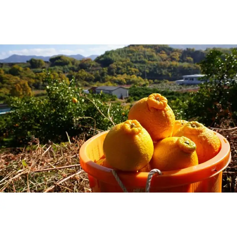 【先行予約】希少な樹上完熟　しらぬい（不知火） 秀品大玉 約2kg(6個) 2027年2月末～2027年3月末頃に順次発送予定（お届け日指定不可）/ 和歌山 みかん しらぬい 不知火 【kiy001A】