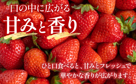 フルーツ イチゴ フルーツ[《2027年発送先行予約》2パック 宮崎県産]