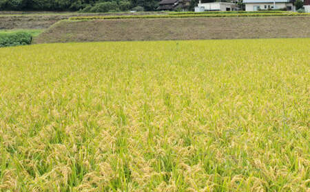 【令和7年産】福岡県産元気つくし 無洗米 10kg お米 ご飯 米