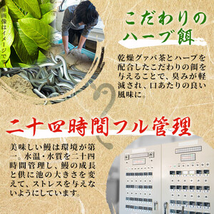 【数量限定】鹿児島県産 伊崎田のうなぎ蒲焼 特大＜190g以上＞× 2尾(計380g以上) 鰻 うなぎ ウナギ 蒲焼き 2尾 国産 九州産 鹿児島県産 冷凍 おつまみ 鰻重 うな丼 a8-078