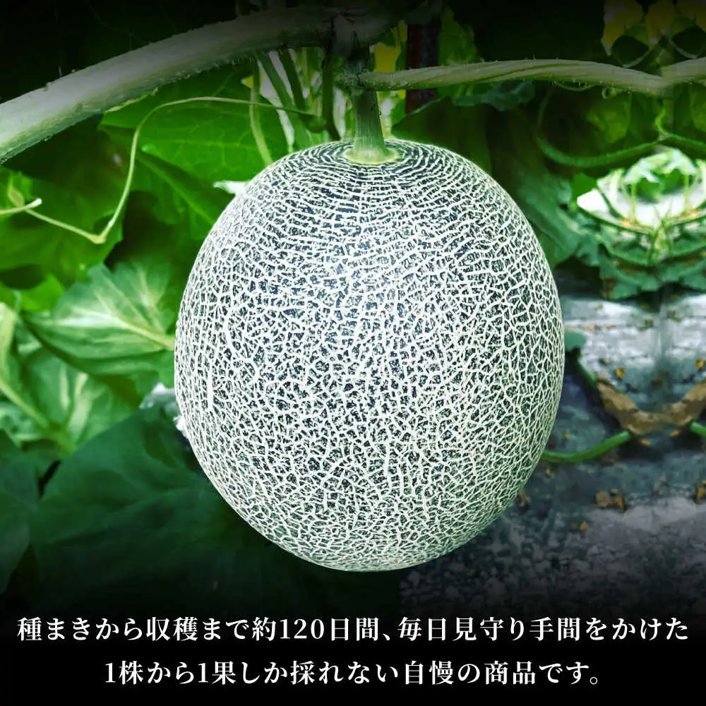 先行予約 肥後グリーンメロン約4kg(2玉)ZEM006
