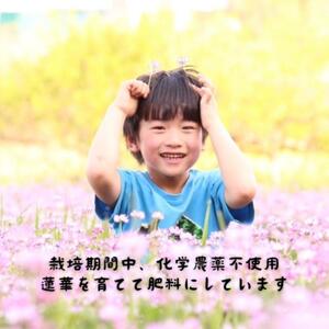 甘酒 蓮華 濃い甘糀 国産 無添加 甘酒