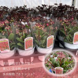 【2027年2月より順次発送】須貝花園 カランコエ 2鉢(5号鉢)｜カランコエ 花 多肉植物 季節の花 須貝花園 先行予約 茨城県 行方市(C-15)