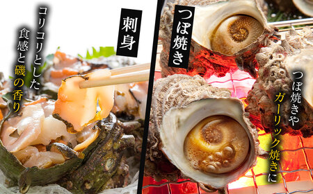 玄海町産 活サザエ 1.0kg ／ 数量限定 壺焼き サザエ【A186】