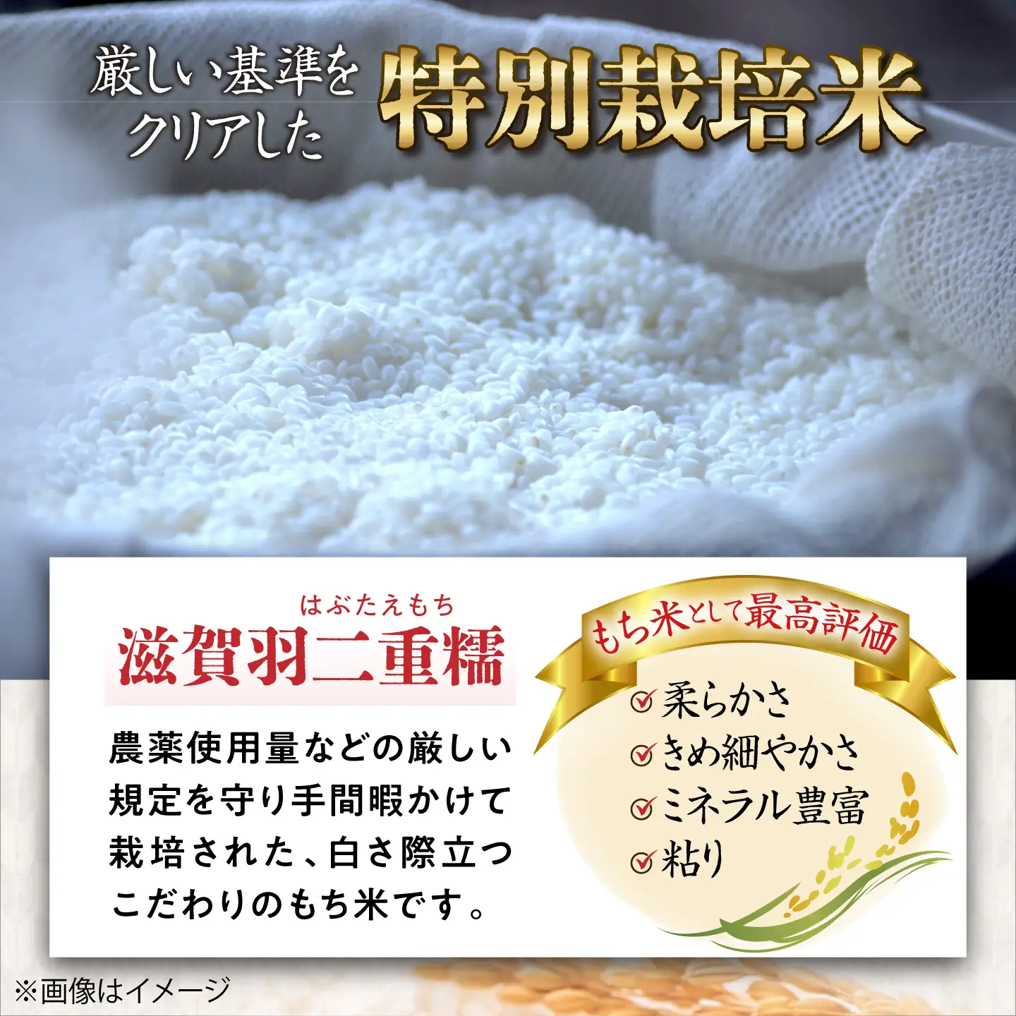もち米【特別栽培米】羽二重糯（はぶたえもち）5kg×2[AQCQ011] もち米