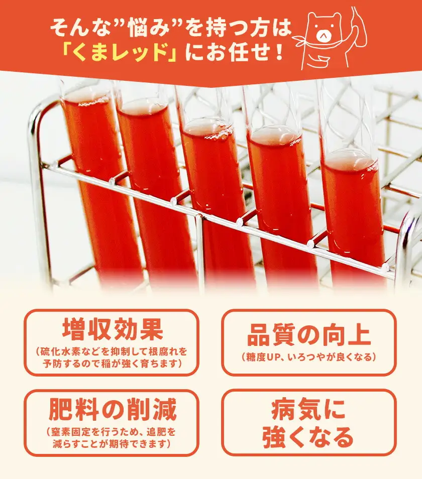 光合成細菌くまレッド 農業用 500cc×3個（培養済み）株式会社Ciamo 《90日以内に出荷予定(土日祝除く)》熊本県 菊池市 ガーデニング 農業用 観葉植物 家庭菜園