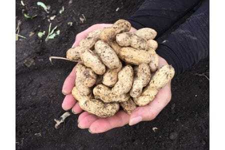 【予約商品】掘りたて　おおまさり　生落花生　1kg　栽培期間中農薬不使用【配送時期：9月下旬～10月中旬】
