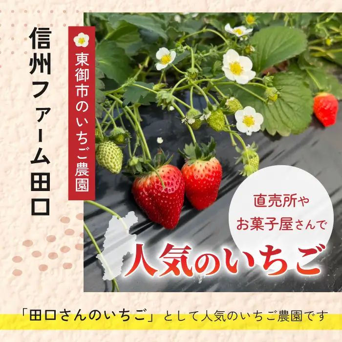 大粒！田口さんのいちご（とちおとめ）2パック（600g）贈答用｜完熟 食べ比べ 苺 イチゴ フルーツ 安心 土耕栽培※2027年1月上旬以降発送予定