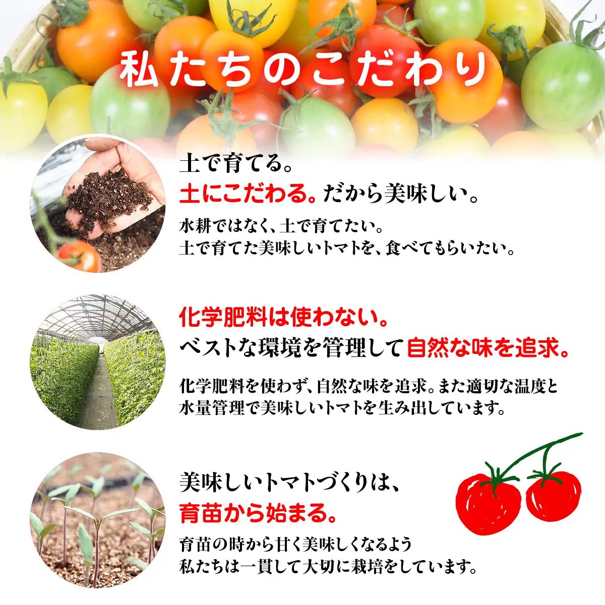 【先行予約】【11月から発送】甘味と酸味の絶妙なハーモニー! ミニトマト 詰め合わせ 3kg（500g×6品種） SMCA001