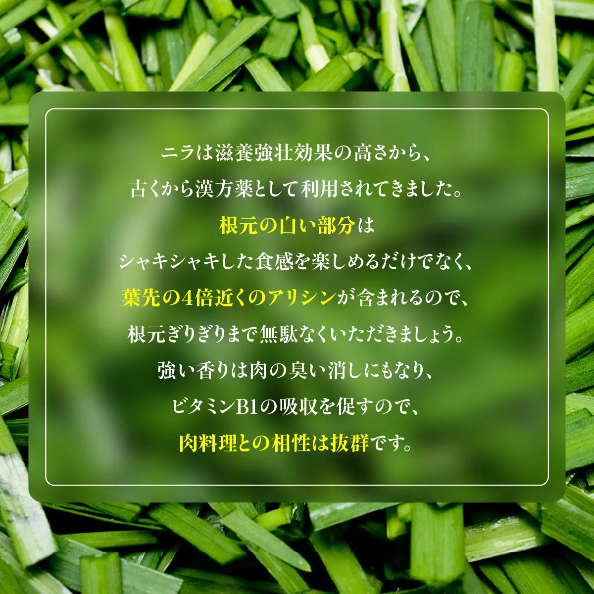 肉厚・シャキシャキ! 朝採れ鮮度抜群! 布施さん家のニラ 2kg(100g×10束×2セット)  ふるさと納税 にら ニラ 朝採れ 新鮮 肉厚 シャキシャキ 農家直送 真空包装 鮮度抜群 千葉県 山武市 SMBY002
