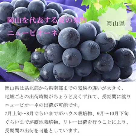 【2026年8月より発送】岡山県産　ニューピオーネ　2kg(3房～6房)【配送不可地域：離島・北海道・沖縄県】【1365849】