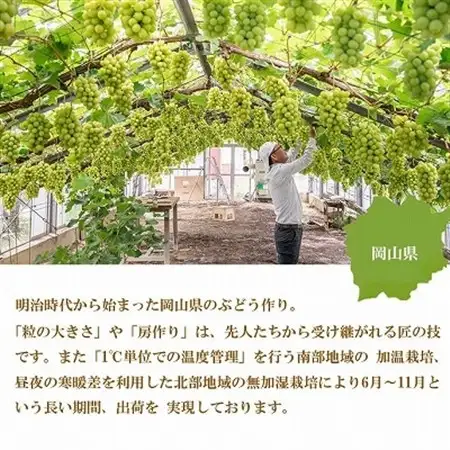【2026年8月より発送】岡山県産　シャインマスカット　晴王　2kg(3房～6房)【配送不可地域：離島・北海道・沖縄県】【1366039】