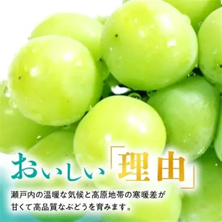 【2026年発送】訳あり!シャインマスカット晴王☆約2kg!9月上旬～順次発送【人気の岡山産ぶどう】【配送不可地域：離島】【1378276】