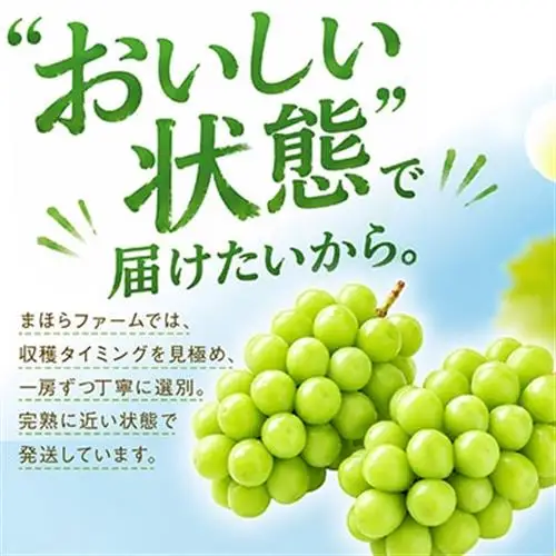 【2026年度発送分】早起き農家の直送便　お土産シャインマスカット2房【配送不可地域：離島・北海道・沖縄県】【1519537】