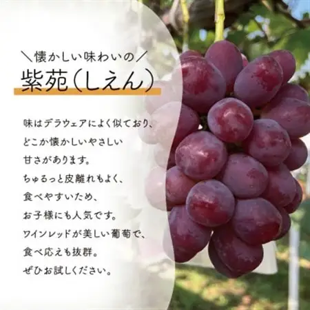 【2026年発送】上級品 紫苑(しえん) 大2房/計1.3kg～ (岡山県産) 岡山県の代表品種【配送不可地域：離島・北海道・沖縄県】【1571729】
