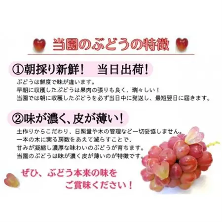 【2026年先行受付】訳あり品フルーツ王国岡山の人気ぶどう　ピオーネ1房500g以上!【配送不可地域：離島】【1571847】