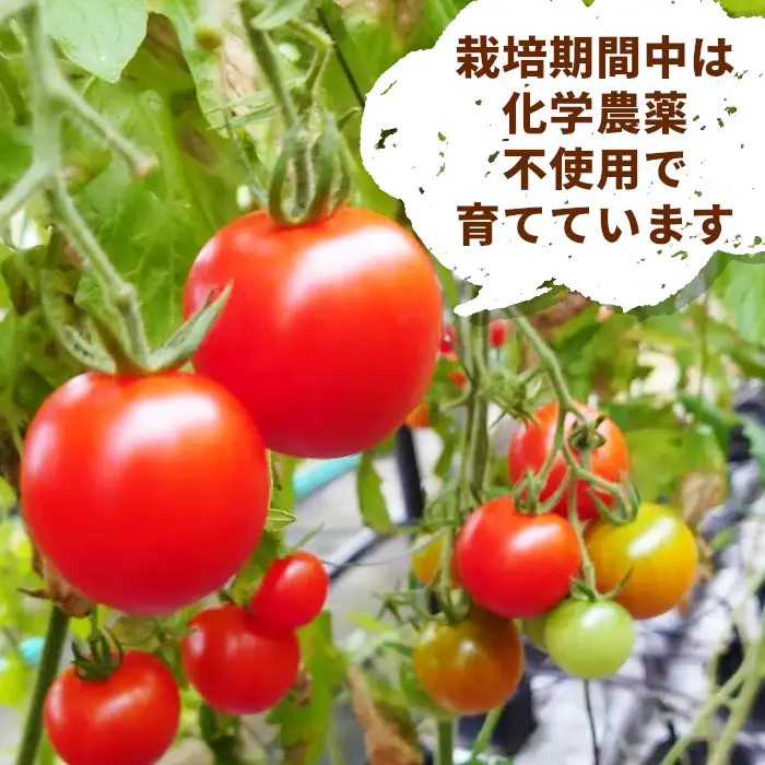 《11月から順次発送》化学農薬不使用 中玉トマト シンディースイート あゆち姫 1.5Ｋｇトマト ミニトマト とまと 野菜 中玉 夏野菜 高糖度 -013