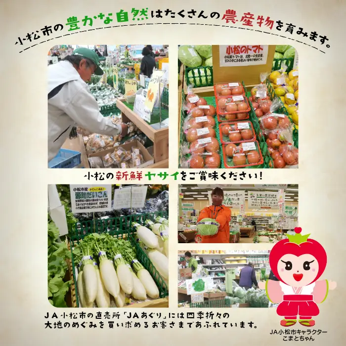 《野菜 定期便 12ヵ月 JA小松市（毎月）》季節 野菜 詰合せ 定期便 詰合せ  石川県 小松市 北陸 石川県 北陸