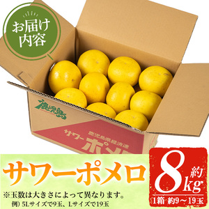 ＜期間限定・数量限定＞3月頃発送開始 サワーポメロ 8kg箱 大橘 文旦【01-039-07】