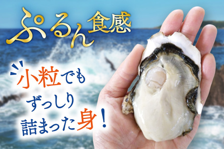 【期間限定発送】 牡蠣 小粒 1～1年半モノ 生食 殻付き牡蠣 約3kg 