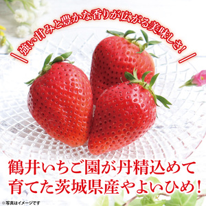 【1月中旬より順次発送】【数量限定】【朝採れ】いちご やよいひめ3L 4パック【茨城県共通返礼品／石岡市】（KU-3）