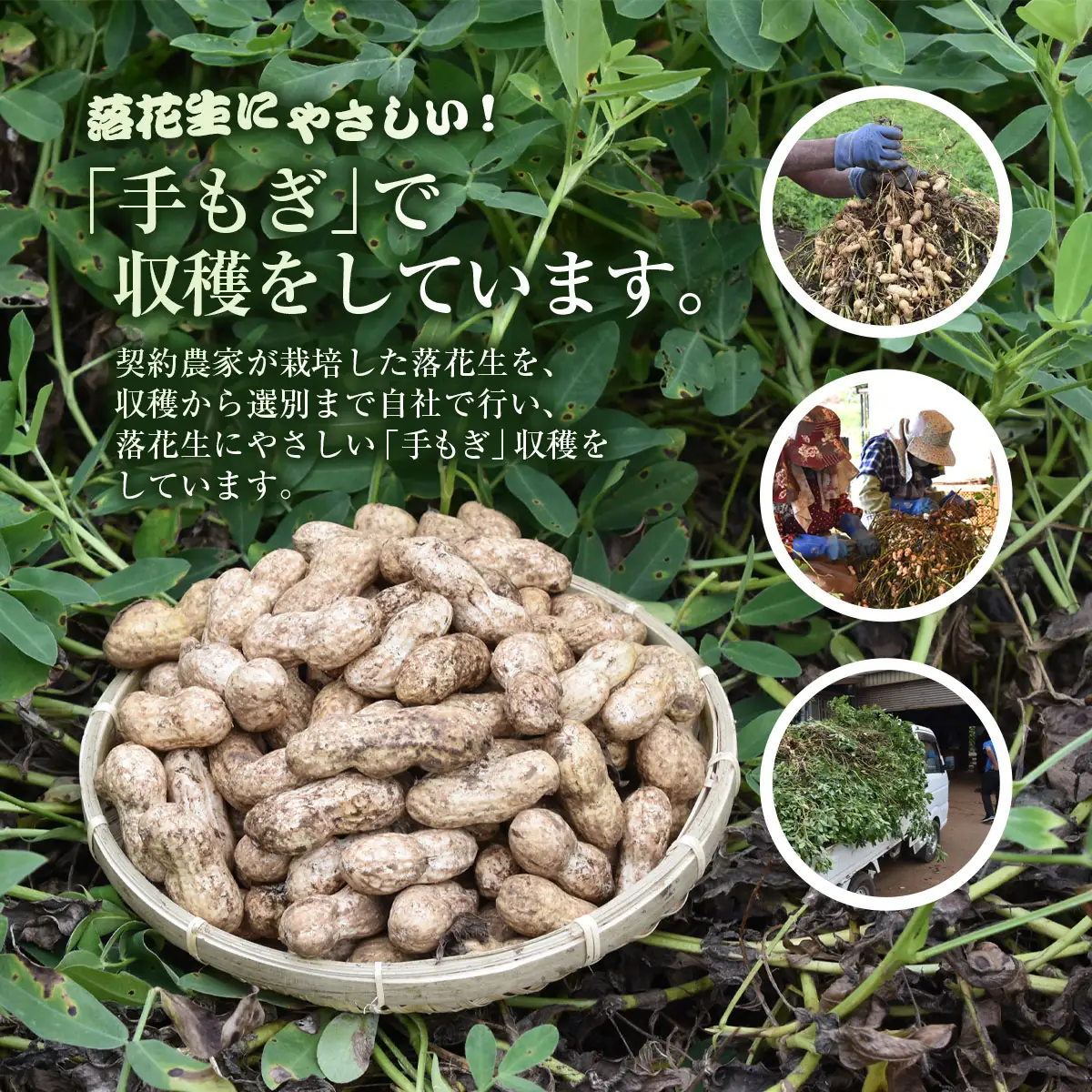 ★先行予約★【2026年9月上旬より順次発送！】とれたて新鮮! 生落花生 おおまさり 2kg 殻付き／ らっかせい 落花生 生落花 掘り取り 手もぎ 新鮮 おやつ おつまみ お料理 ゆで落花生 ピーナッツ 千葉県 山武市 SMCK001