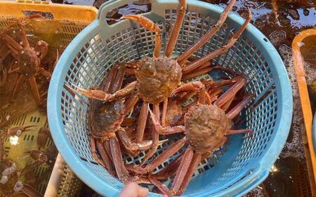 (茹でたて!!未冷凍!!)(訳あり)北海道産・おおずわいかに(茹でたて・未冷凍) 2～4尾入 カニ ズワイガニ 蟹 楚蟹 ずわいガニ ずわい蟹 冷蔵 ボイル 海産物 F4F-8030