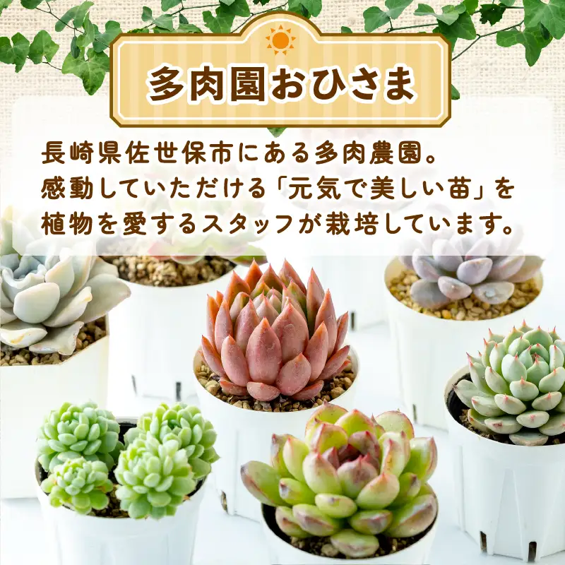 多肉園 おひさま エケベリア 4苗セット