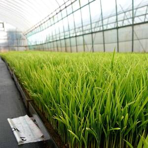 〈先行予約 2026年産米〉【米の定期便】福島県鏡石町産 和田農園「コシヒカリ」玄米10kg 3か月連続 F6Q-514