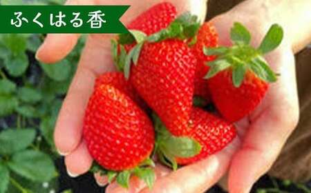 【先行予約】福島県オリジナル品種「ふくはる香」「ゆうやけベリー」食べ比べセット約１kg（250g×4パック） いちご イチゴ 苺 福島県 鏡石町 鏡石農遊園 F6Q-532