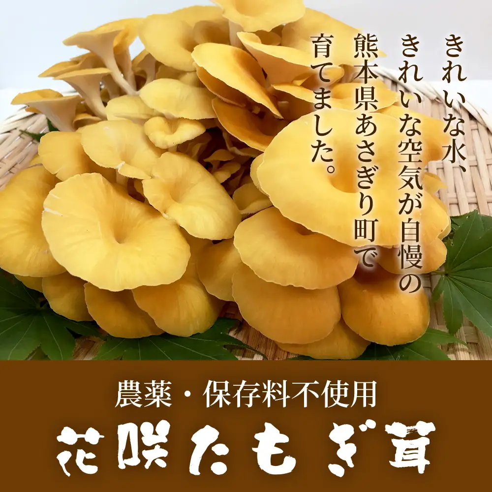 無農薬栽培【花咲 たもぎ茸 (乾燥) 100g 】幻 キノコ タモギダケ ヒラタケ 健康 栄養豊富 出汁 だし エルゴチオネイン タモギ茸 たもぎだけ  115-0606