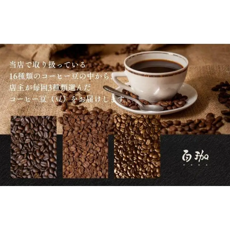 コーヒー 自家焙煎 おまかせ 3種 定期便 コーヒー