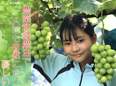 ＜2026年発送先行予約＞【自然に優しいシャインマスカット3房】栽培期間中の農薬節減で美味しいシャインマスカット(約1.8kg) ALPEF001